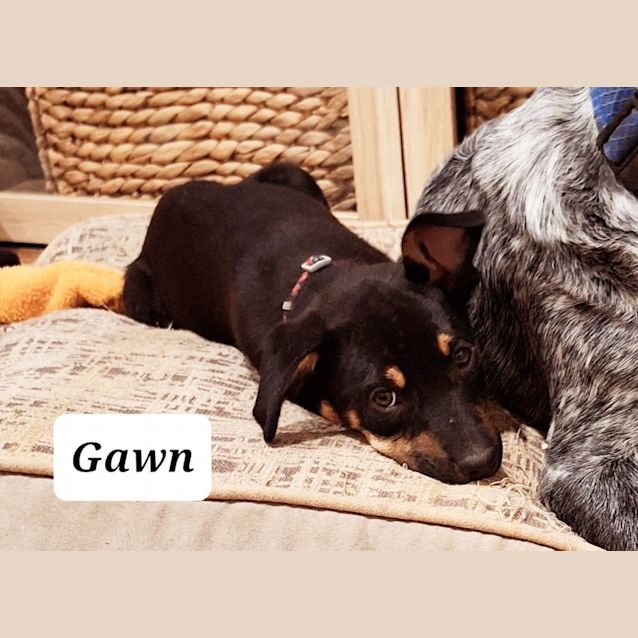 Photo of Gawn