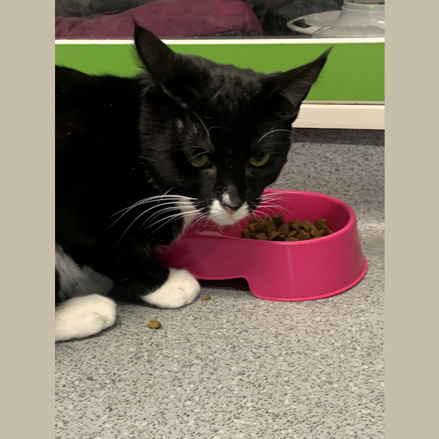 Photo of Sylvester