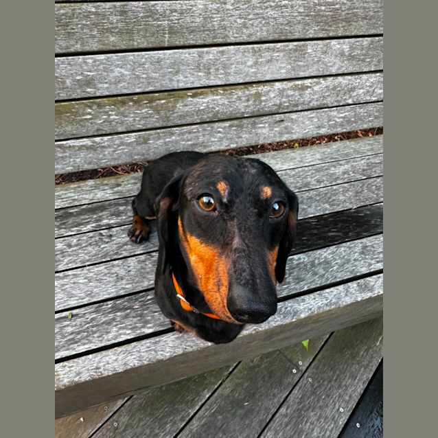 Photo of Snickers