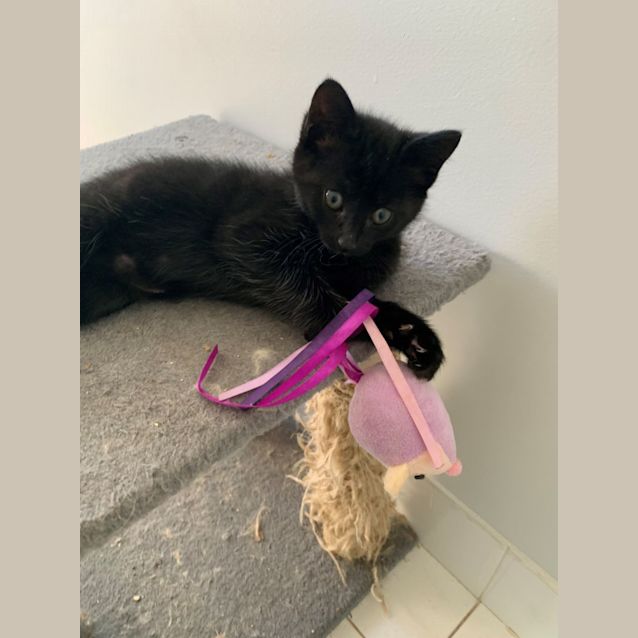 Photo of Claudia   2 Month Old Domestic Short Hair (Trial)