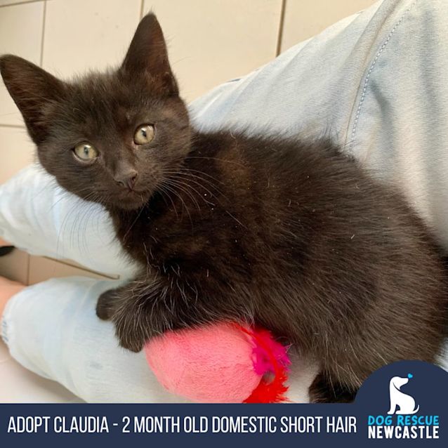 Photo of Claudia   2 Month Old Domestic Short Hair (Trial)