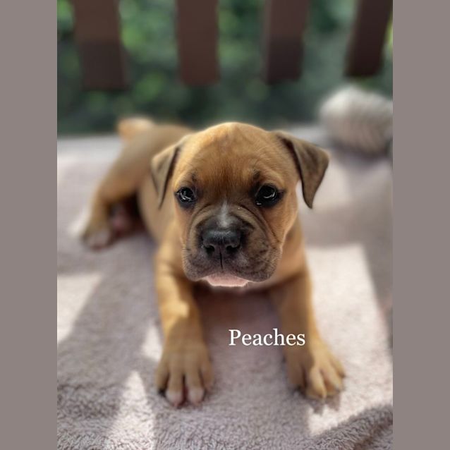 Photo of Esther Or Peaches   8 Week Old Staffy (Trial)