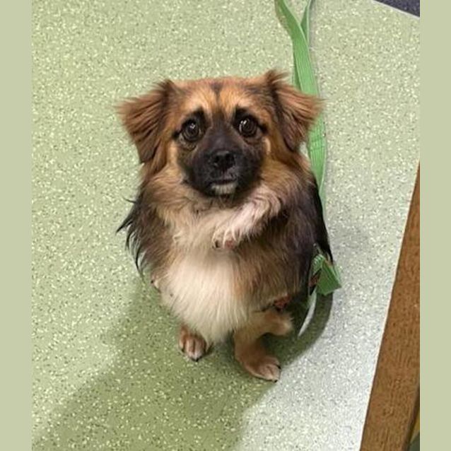 Photo of Pixie