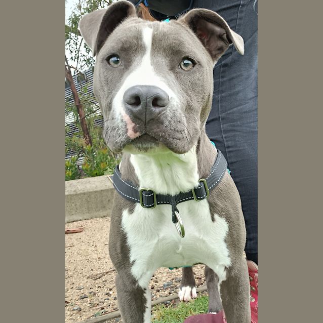 Photo of Willow