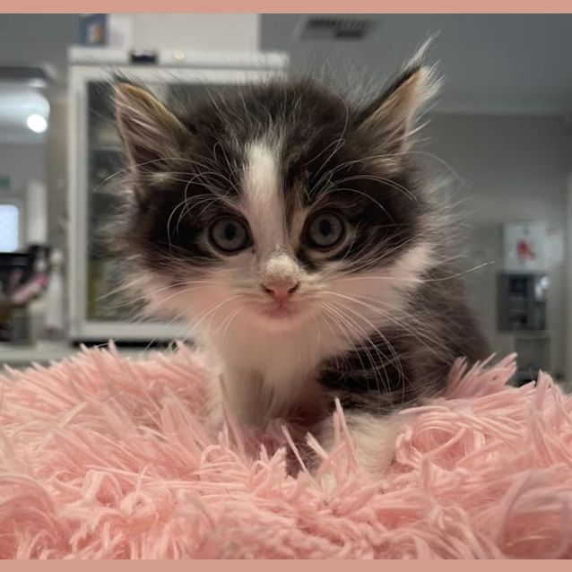 Photo of New Kids On The Block