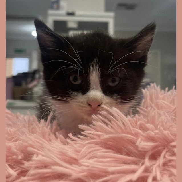 Photo of New Kids On The Block