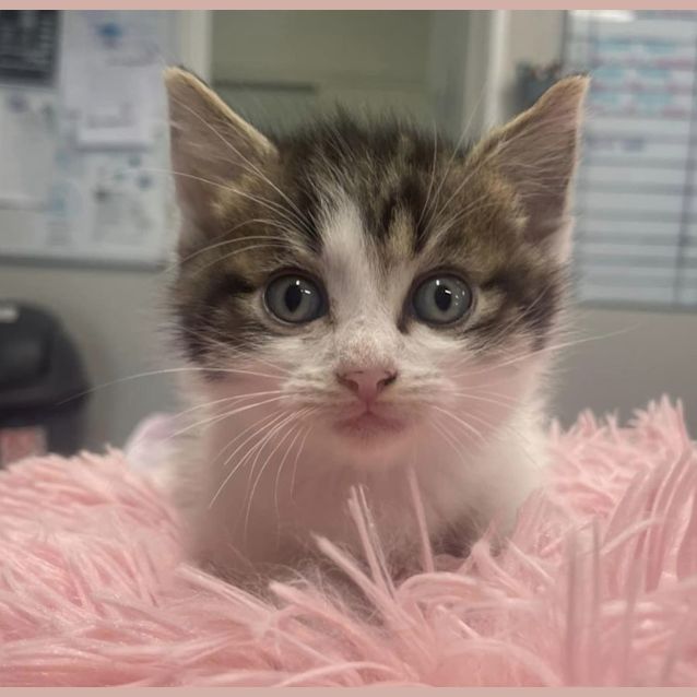 Photo of New Kids On The Block