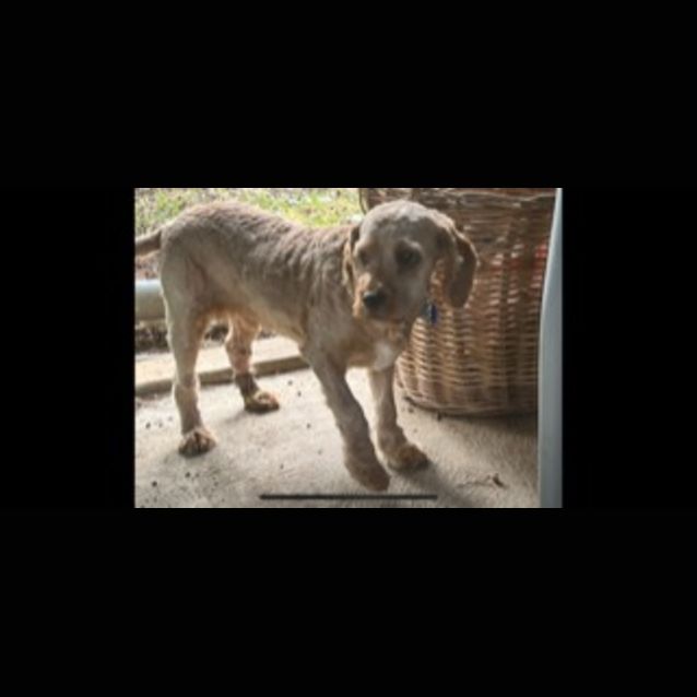 Photo of Cosmo