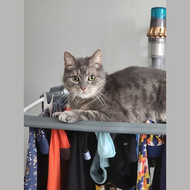 Photo of Smokey   Located In Melbourne