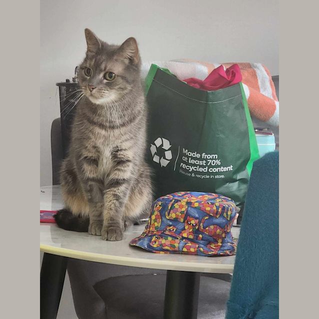 Photo of Smokey   Located In Melbourne