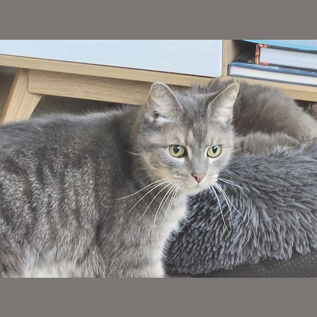 Photo of Smokey   Located In Melbourne