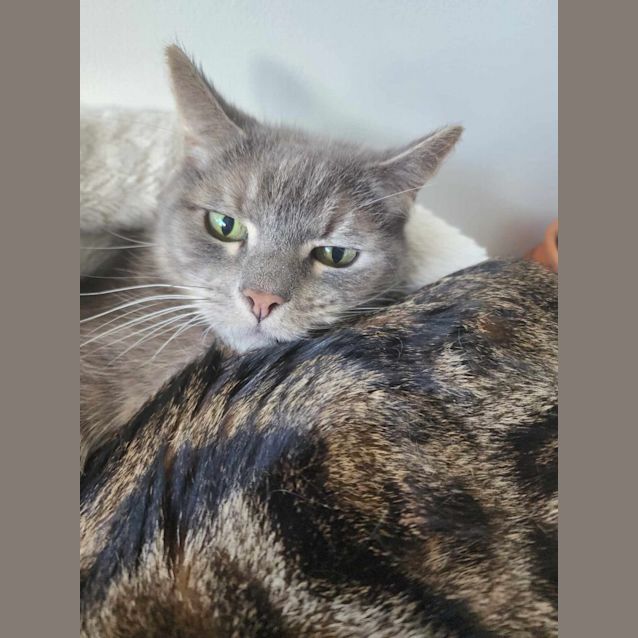 Photo of Smokey   Located In Melbourne