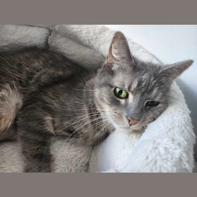 Photo of Smokey   Located In Melbourne