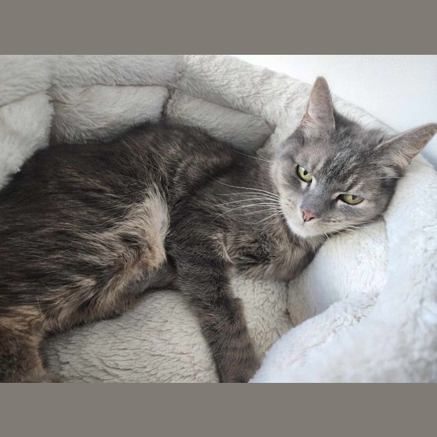 Photo of Smokey   Located In Melbourne