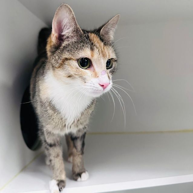 Photo of Maeve   Located In Preston