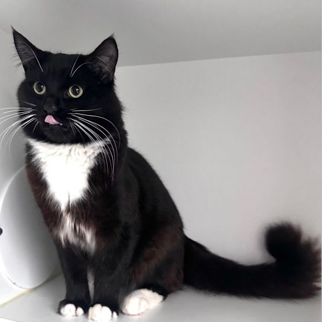 Photo of Maverick   Located In Pakenham