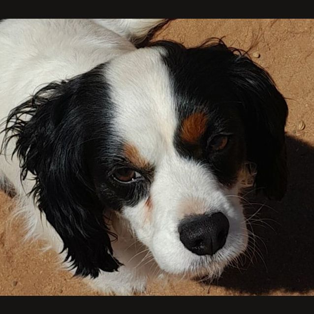 Photo of Daphne