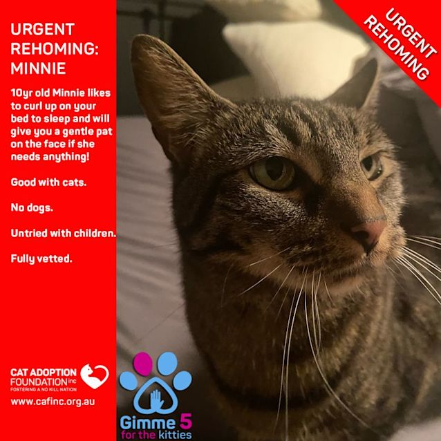 Photo of Minnie Private Rehoming No Charge!