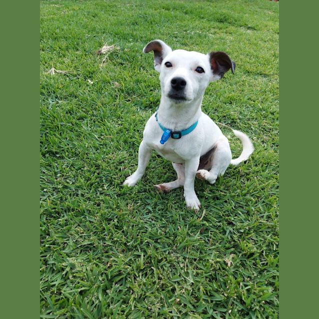 Photo of Percy