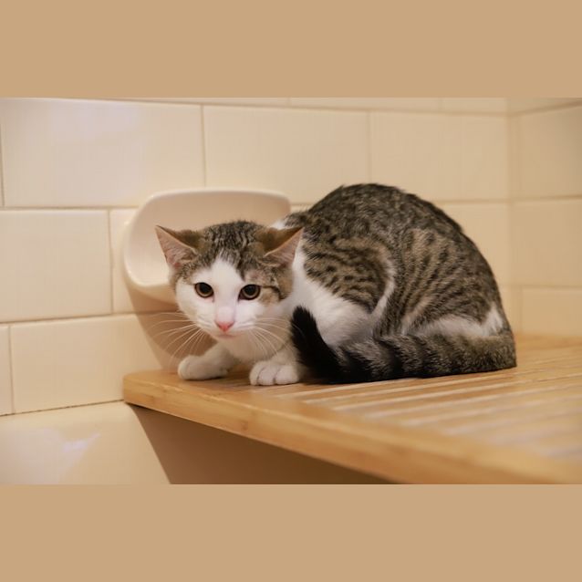 Photo of Skipper And Matey