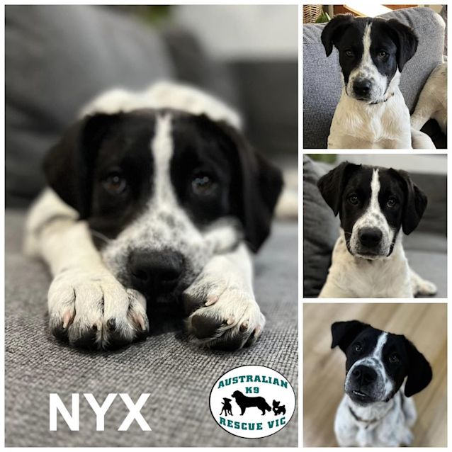 Photo of Nyx