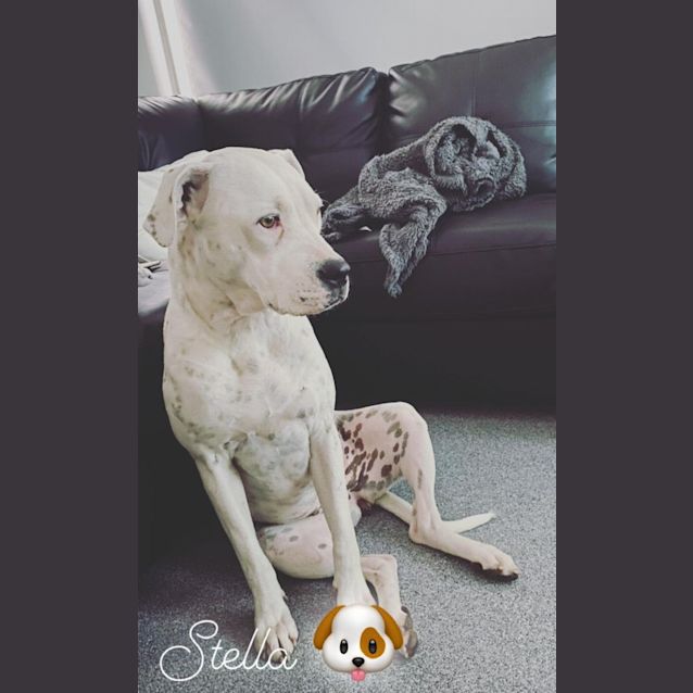 Photo of Bella Aka Stella 