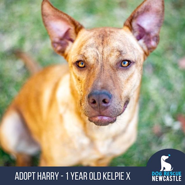 Photo of Harry   1 Year Old Kelpie X (Trial)