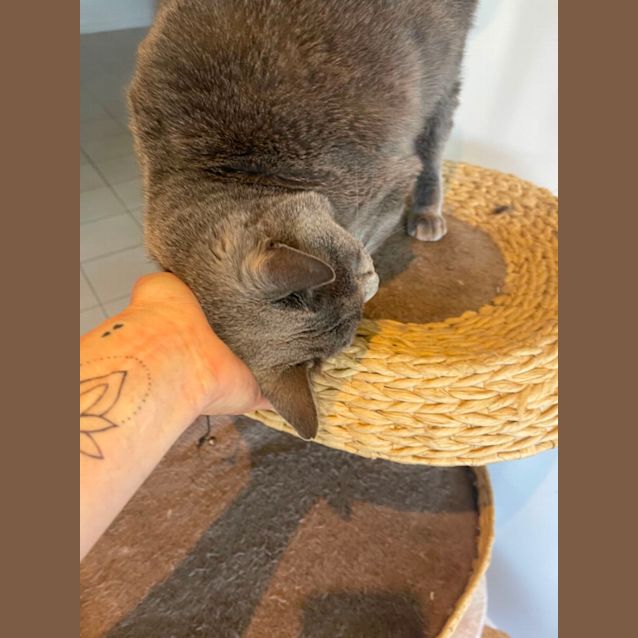 Photo of Bob Meet Me At Petstock Mornington Nepean Hwy 