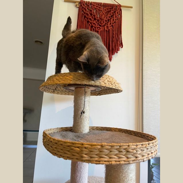 Photo of Bob Meet Me At Petstock Mornington Nepean Hwy 