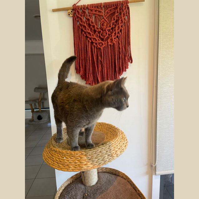 Photo of Bob Meet Me At Petstock Mornington Nepean Hwy 