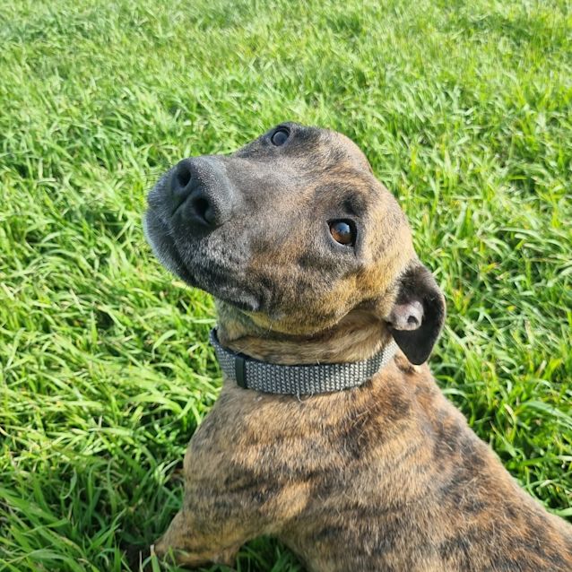 Photo of Peanut