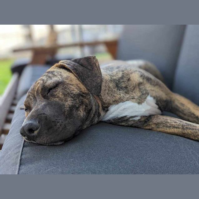 Photo of Dixie