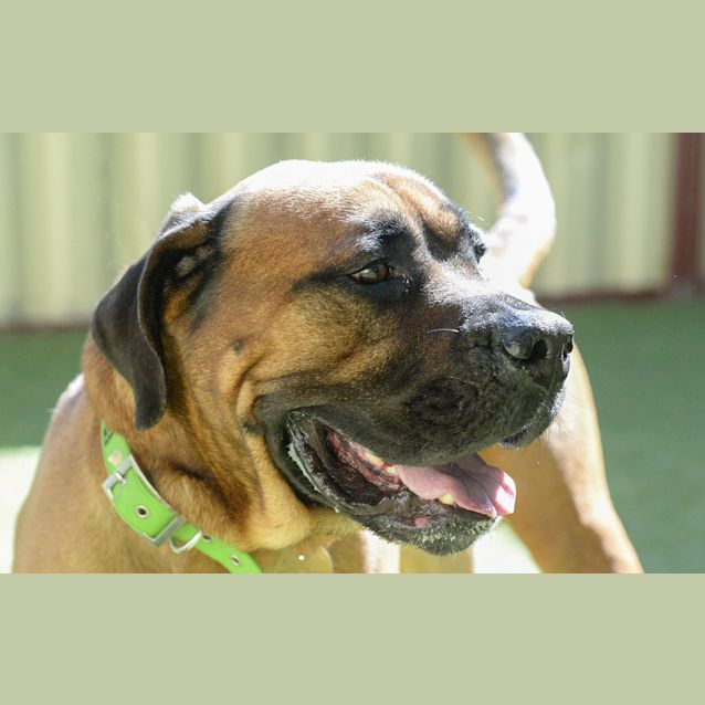 Photo of Barney