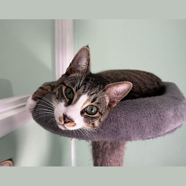 Photo of Tigger