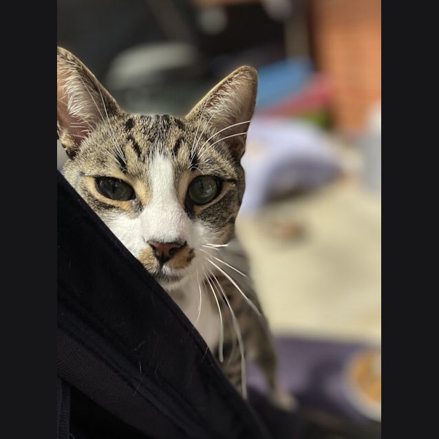 Photo of Tigger