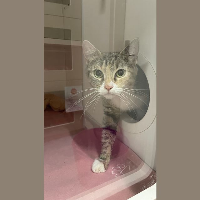 Photo of Cupcake