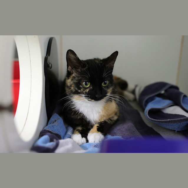 Photo of Ember