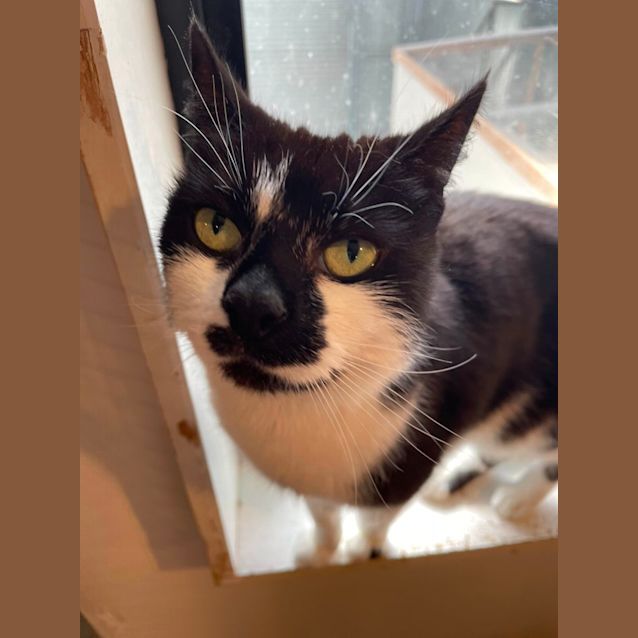 Photo of Cosmo ** 2nd Chance Cat Rescue**