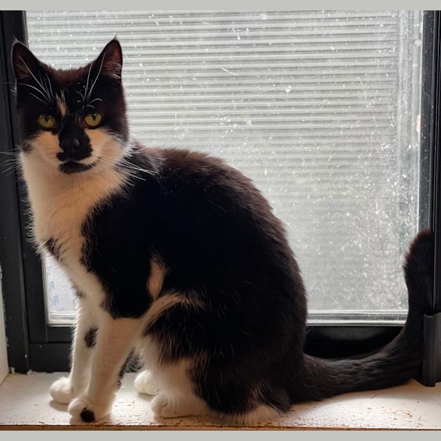 Photo of Cosmo ** 2nd Chance Cat Rescue**
