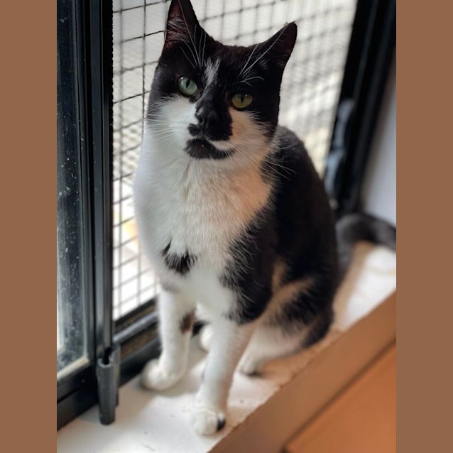 Photo of Cosmo ** 2nd Chance Cat Rescue**