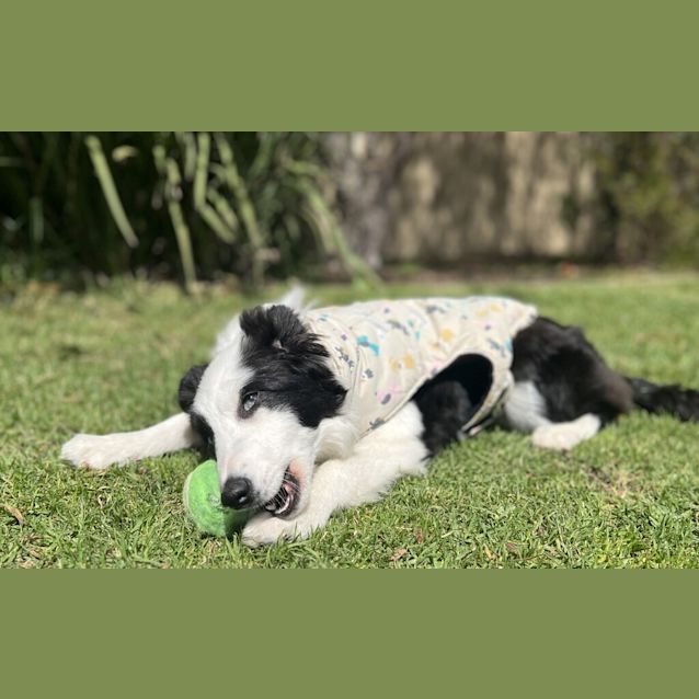 Photo of Bella