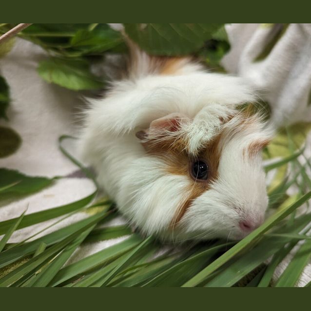 Photo of Isabella