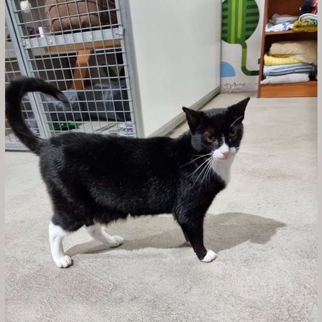 Photo of Archie