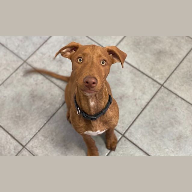Photo of Nugget