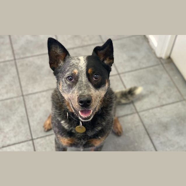 Photo of Maximus