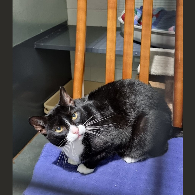 Photo of Archie