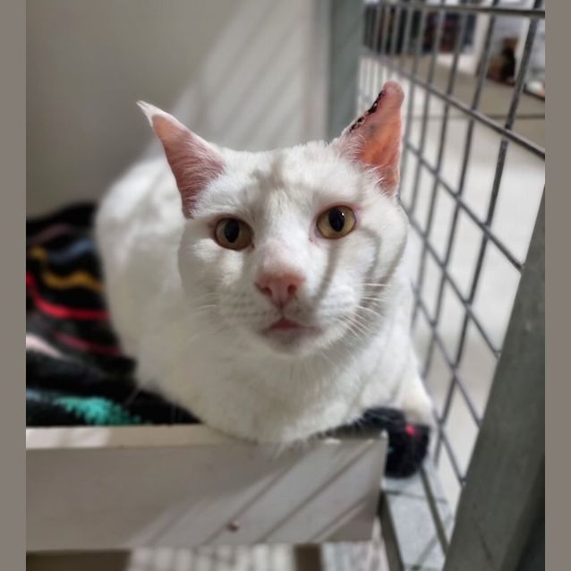 Photo of Oakley