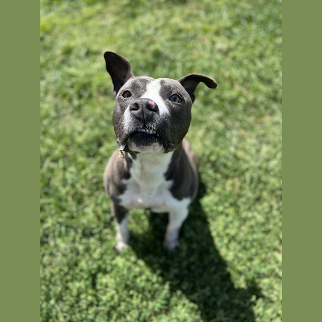 Photo of Samson The Second