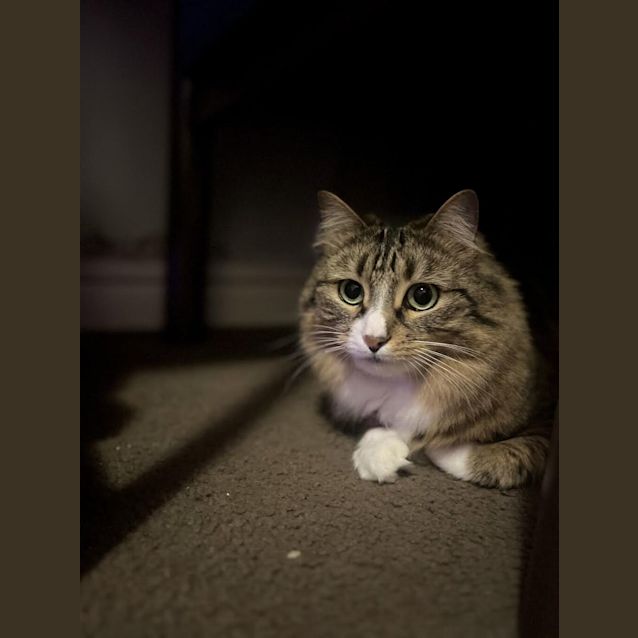 Photo of Lil (Was Tabitha)