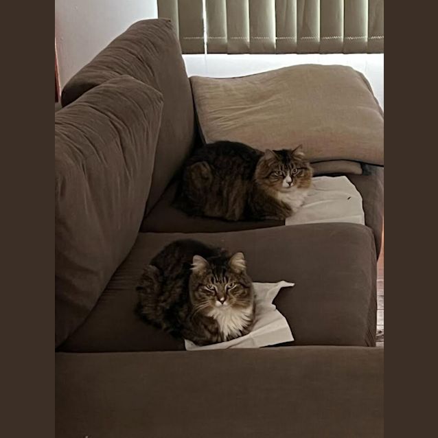 Photo of Lil (Was Tabitha)